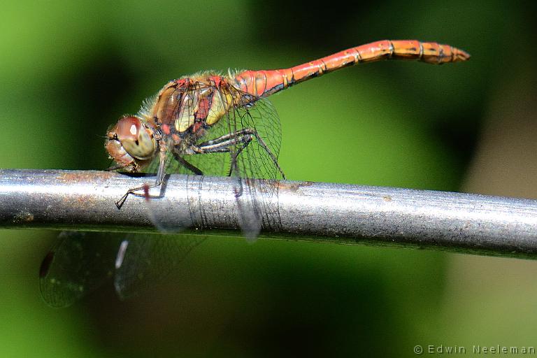 ENE-20120901-0525.jpg - [nl] Bloedrode heidelibel ( Sympetrum sanguineum )[en] Ruddy Darter ( Sympetrum sanguineum )